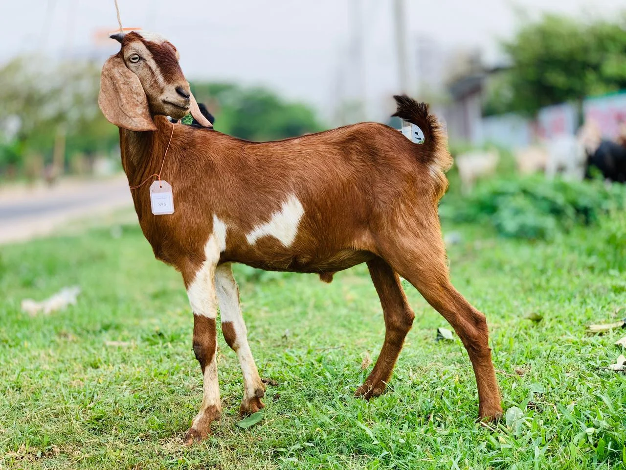দেশী  ছাগল (25.6KG)